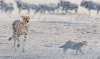 403 - CHEETAHS IN THE RAIN - RICE VERONICA - united kingdom